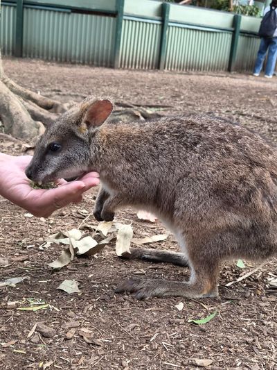 Featherdale Sydney Wildlife Park