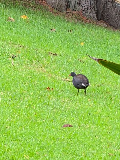 Royal Botanic Gardens Victoria - Melbourne Gardens