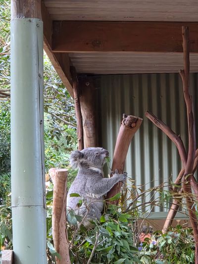 Featherdale Sydney Wildlife Park