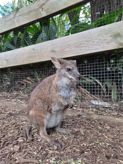 Featherdale Sydney Wildlife Park