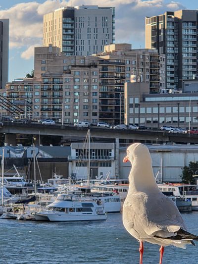 Sydney Fish Market