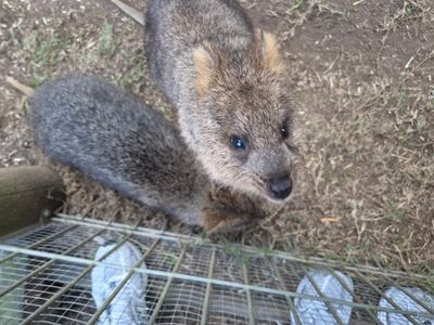 Featherdale Sydney Wildlife Park