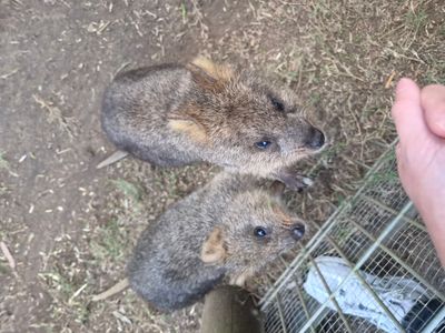 Featherdale Sydney Wildlife Park