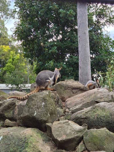 Featherdale Sydney Wildlife Park