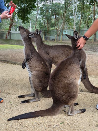Featherdale Sydney Wildlife Park