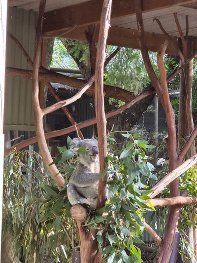 Featherdale Sydney Wildlife Park