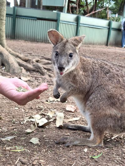 Featherdale Sydney Wildlife Park