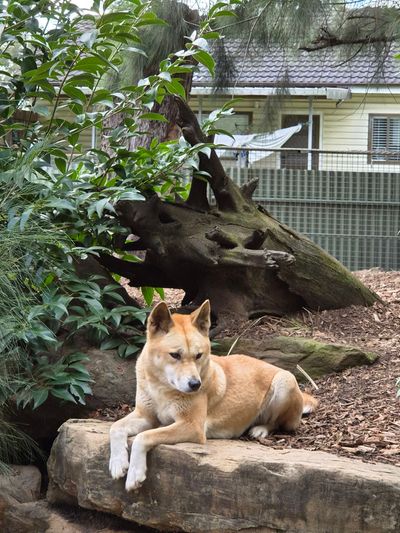Featherdale Sydney Wildlife Park